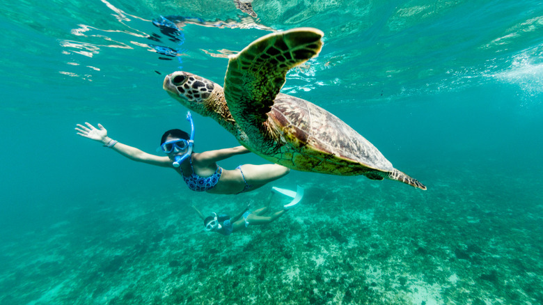 Where Are the Best Places to Swim with Turtles in the World?