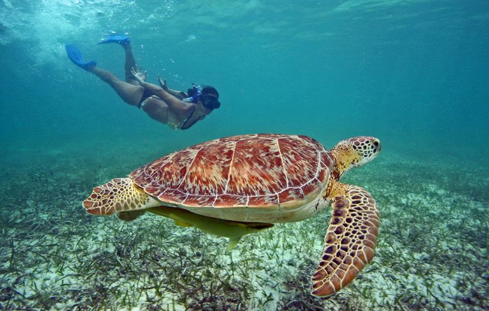Snorkeler observing a sea turtle over a seagrass bed in Akumal, Mexico