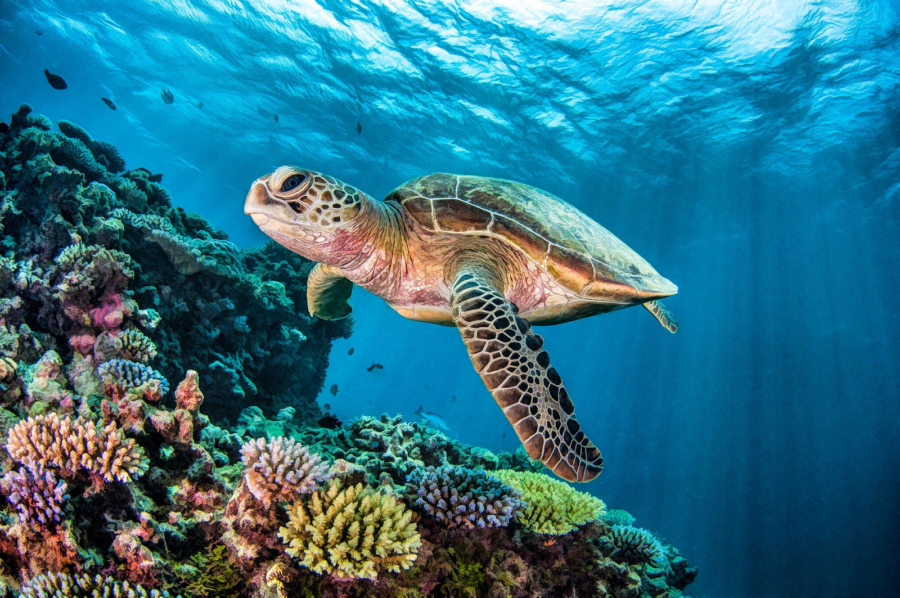 Close up of a sea turtle swimming near the surface