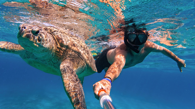A snorkeler keeping a safe distance from a sea turtle