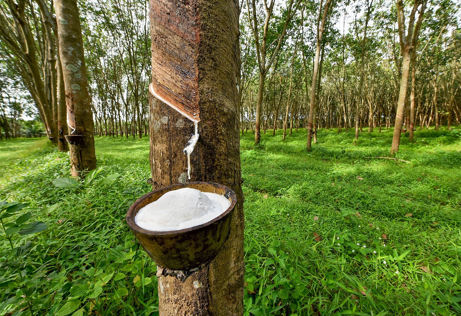 Close up of a rubber tree being tapped, showing the angled cut and latex dripping into a collection cup