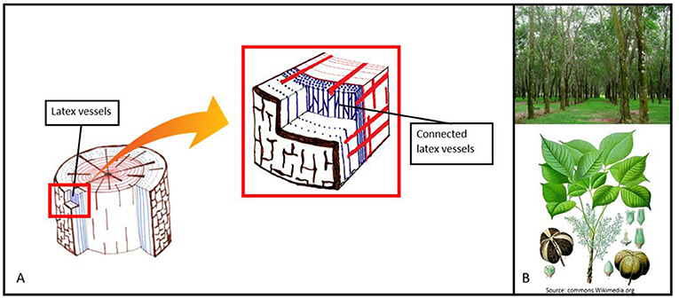 Diagram showing alternative sources of natural rubber including the Guayule shrub and Russian Dandelion